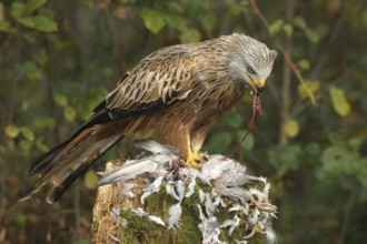 Red kite (Milvus milvus) eats on captured domestic pigeon (Columba livia domestica) Allgäu, Bayern,