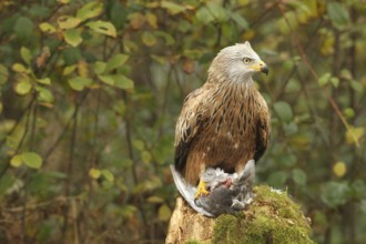Red kite (Milvus milvus) on captured domestic pigeon (Columba livia domestica) Allgäu, Bavaria,