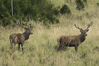 Red deer (Cervus elaphus) deer in tall, dry old grass, the right with wire mesh in left antler rod,