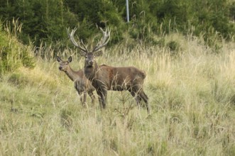 Red deer (Cervus elaphus) strong deer with female piece secure in tall, dry old grass, Allgäu,