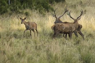 Red deer (Cervus elaphus) deer and female animal in evening light, in tall, dry old grass, one with