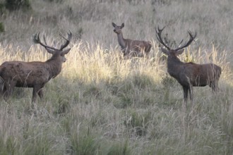 Red deer (Cervus elaphus) deer looking at female pieces in tall, dry old grass, one of them with