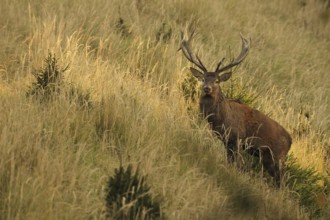 Red deer (Cervus elaphus) strong deer in the evening light, secures old grass in tall, dry old