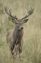 Red deer (Cervus elaphus) deer with wire mesh in left antler pole, Allgäu, Bavaria, Germany,