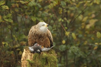 Red kite (Milvus milvus) on captured domestic pigeon (Columba livia domestica) observing flying