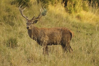 Red deer (Cervus elaphus) deer with wire mesh in left antler pole secures tall, dry old grass in