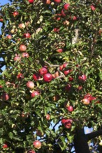 Tree with ripe apples, autumn, Germany