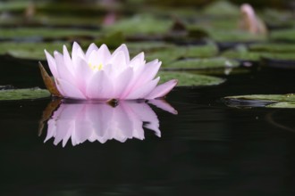 Picturesque water lily, summer, Germany