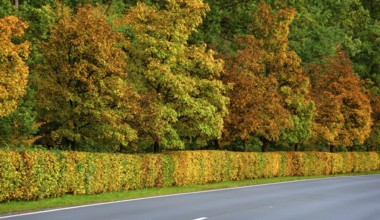 Hedge and trees in autumn colors on a state road 2240, Lauf an der Pegnitz, Middle Franconia,