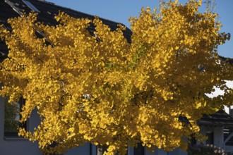 Bright yellow autumn color of a ginkgo or ginko tree (ginkgo biloba), Eckental, Middle Franconia,