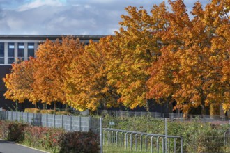 Ahornallee (Acer) in autumn colors on the school grounds of the Eckental Gymnasium, Mittelfranen,