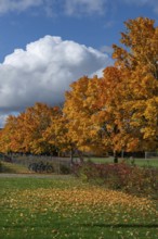 Ahornallee (Acer) in autumn colors on the school grounds of the Eckental Gymnasium, Mittelfranen,