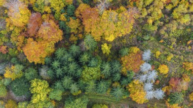 Autumn forest in the Black Forest. Drone photo of trees in colorful autumn leaves and conifers,