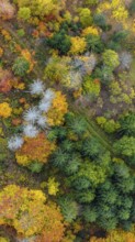 Autumn forest in the Black Forest. Drone photo of trees in colorful autumn leaves and conifers,
