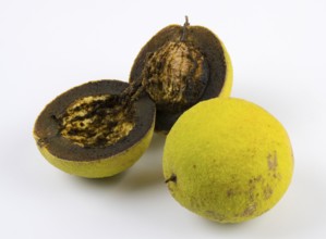 Two walnuts, one whole and one cut in half, on a white background, black walnut (Juglans nigra),
