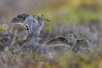Two great snipes (Gallinago media) males fighting at lek on tundra breeding ground in spring