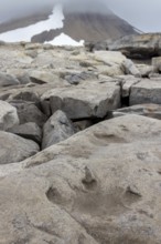 Ornithopod footprints in sandstone deposits at the Lower Cretaceous dinosaur tracksite at