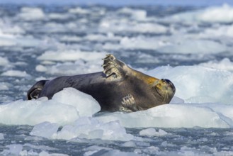 Bearded seal (Erignathus barbatus) resting on ice floe along the coast of Svalbard, Spitsbergen