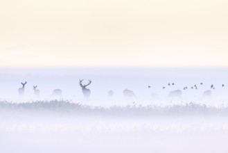 Red deer stag herding herd of hinds in morning mist along the Baltic Sea, Western Pomerania Lagoon