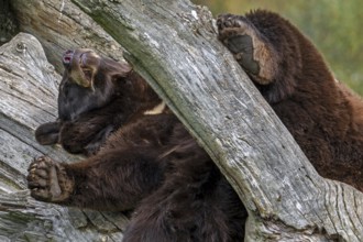 American black bear (Ursus americanus) brown color variation with white blaze on the chest sleeping