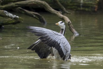 Bar-headed goose (Anser indicus) swimming in pond and flapping wings, exotic species native to