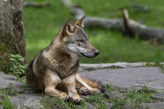 Eurasian wolf, European grey wolf (Canis lupus lupus) resting on rock at edge of forest