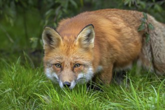 Hunting red fox (Vulpes vulpes) leaving thicket at edge of forest and stalking prey in meadow,