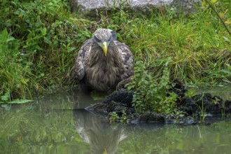 White-tailed eagle, Eurasian sea eagle, erne (Haliaeetus albicilla) adult drinking water from pond