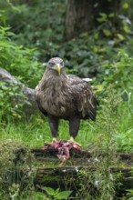 White-tailed eagle, Eurasian sea eagle, erne (Haliaeetus albicilla) adult feeding on killed rabbit