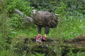 White-tailed eagle, Eurasian sea eagle, erne (Haliaeetus albicilla) adult feeding on killed rabbit