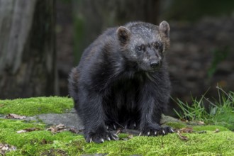 Wolverine, glutton, carcajou (Gulo gulo) foraging in forest, native to Scandinavia, Russia,