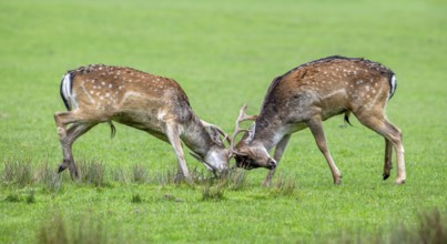 Two European fallow deer (Dama dama) bucks, males fighting by locking antlers in grassland during