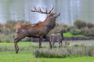 Majestic red deer (Cervus elaphus) stag with big antlers and hind in grassland on lake shore during