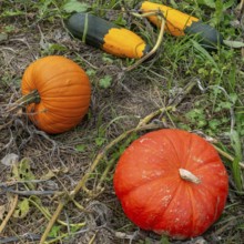 Cucurbita fruits also known as squash, pumpkins or gourds in vegetable garden in autumn, fall