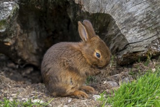 Young Brown Chestnut of Lorraine, Brun Marron de Lorraine, French breed of domestic rabbit from the