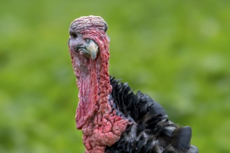 Close-up of head of black domestic turkey showing snood, caruncles and wattle, dewlap