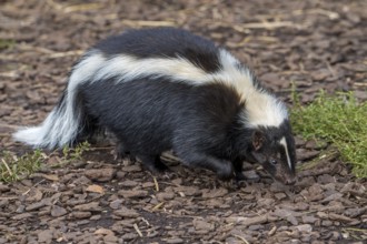 Striped skunk (Mephitis mephitis) omnivore native to southern Canada, the United States and