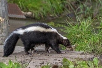 Striped skunk (Mephitis mephitis) walking over wooden footbridge, omnivore native to southern