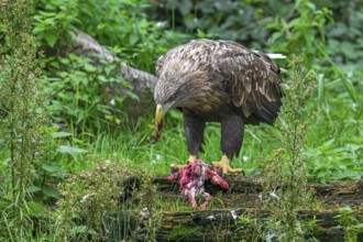 White-tailed eagle, Eurasian sea eagle, erne (Haliaeetus albicilla) adult feeding on killed rabbit
