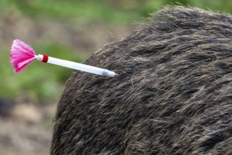 Tranquillizer dart, tipped with hypodermic needle and filled with a sedative or vaccine used to