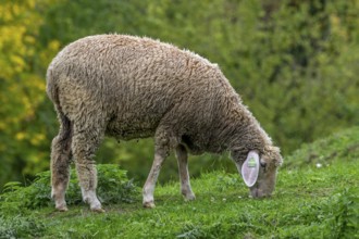 Est à Laine Merinos, German and French white Merino sheep breed from the Alsace Lorraine region of
