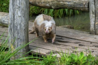 Striped skunk (Mephitis mephitis) brown, cream-colored mutation walking over wooden footbridge,