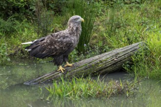 White-tailed eagle, Eurasian sea eagle, erne (Haliaeetus albicilla) adult perched on fallen tree