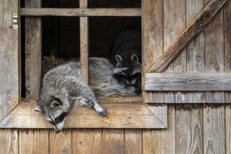 Two common raccoons, North American racoons (Procyon lotor) resting in wooden shed, invasive