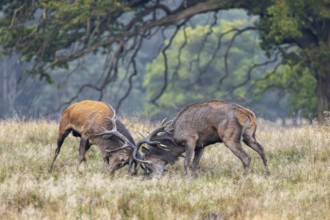 Two rutting red deer (Cervus elaphus) stags fighting by locking antlers during fierce mating battle