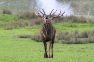 Rutting red deer (Cervus elaphus) stag with big antlers roaring, burling in grassland on lake shore