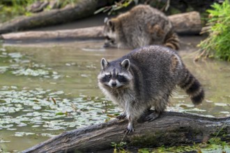 Common raccoon, North American racoon (Procyon lotor) walking over fallen tree trunk in pond,