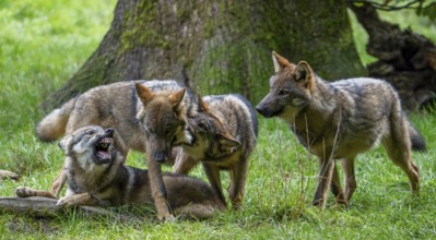Wolf pack of Eurasian wolves, European grey wolves (Canis lupus lupus) with 5 months old pups play