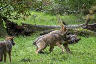 Two 5 months old pups play fighting at wolf pack of Eurasian wolves, European grey wolves (Canis