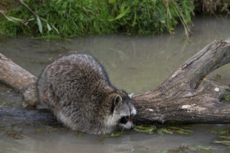 Common raccoon, North American racoon (Procyon lotor) washing food in water of pond, invasive